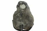 Hadrosaur (Hypacrosaurus) Vertebra with Stand - Montana #353421-2